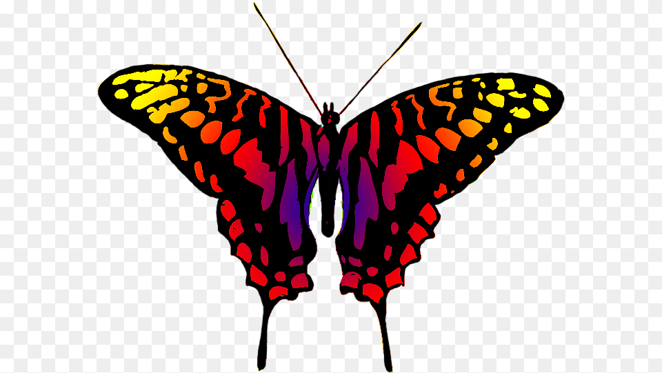 Dangerous Looking Butterfly Butterfly Multi Colour, Animal, Insect, Invertebrate, Food Free Png Download