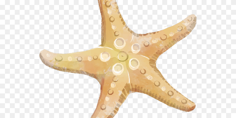 Dangerous Starfish Transparent Background, Animal, Sea Life, Invertebrate Free Png