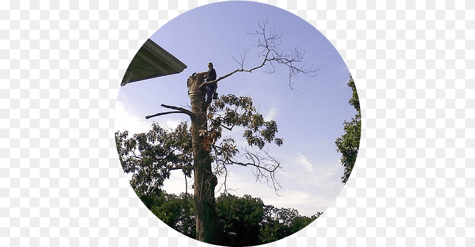 Dangerous Tree Removal Pruning Stump Accipitriformes, Plant, Person Png Image