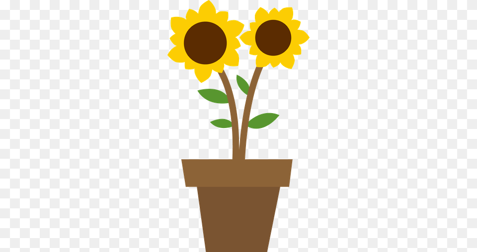Danielle M, Flower, Plant, Potted Plant, Sunflower Png