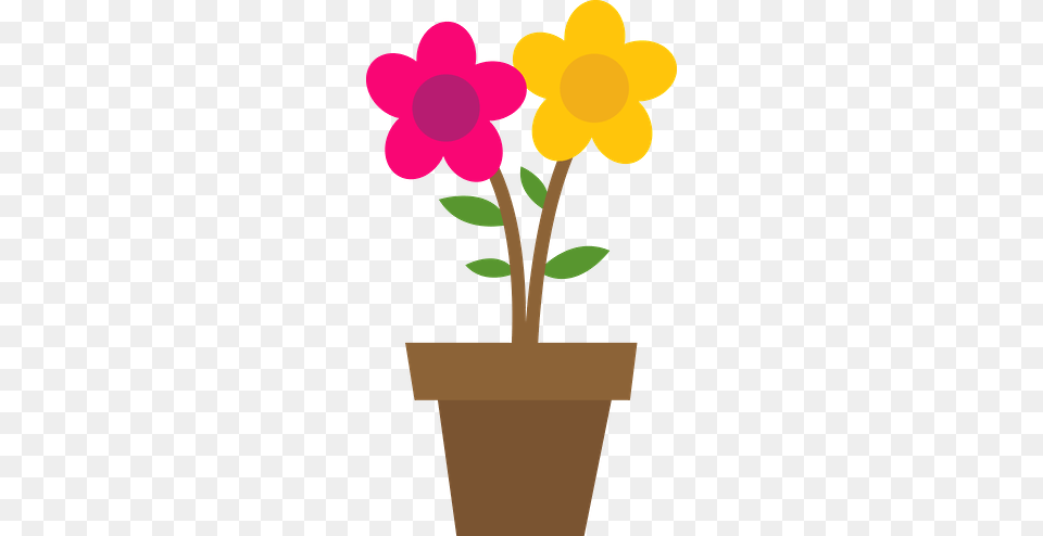 Danielle M, Flower, Potted Plant, Plant, Daisy Free Transparent Png