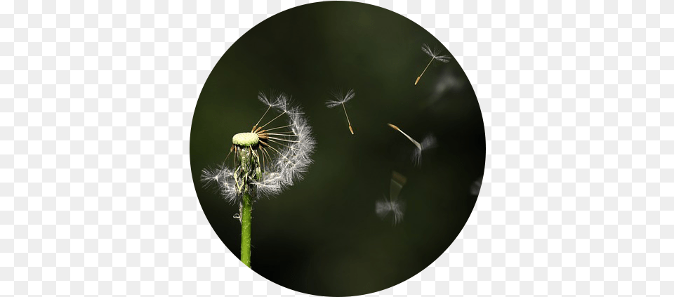 Danilion Blowing In The Wind Unsuspect, Flower, Plant, Dandelion, Disk Free Png Download