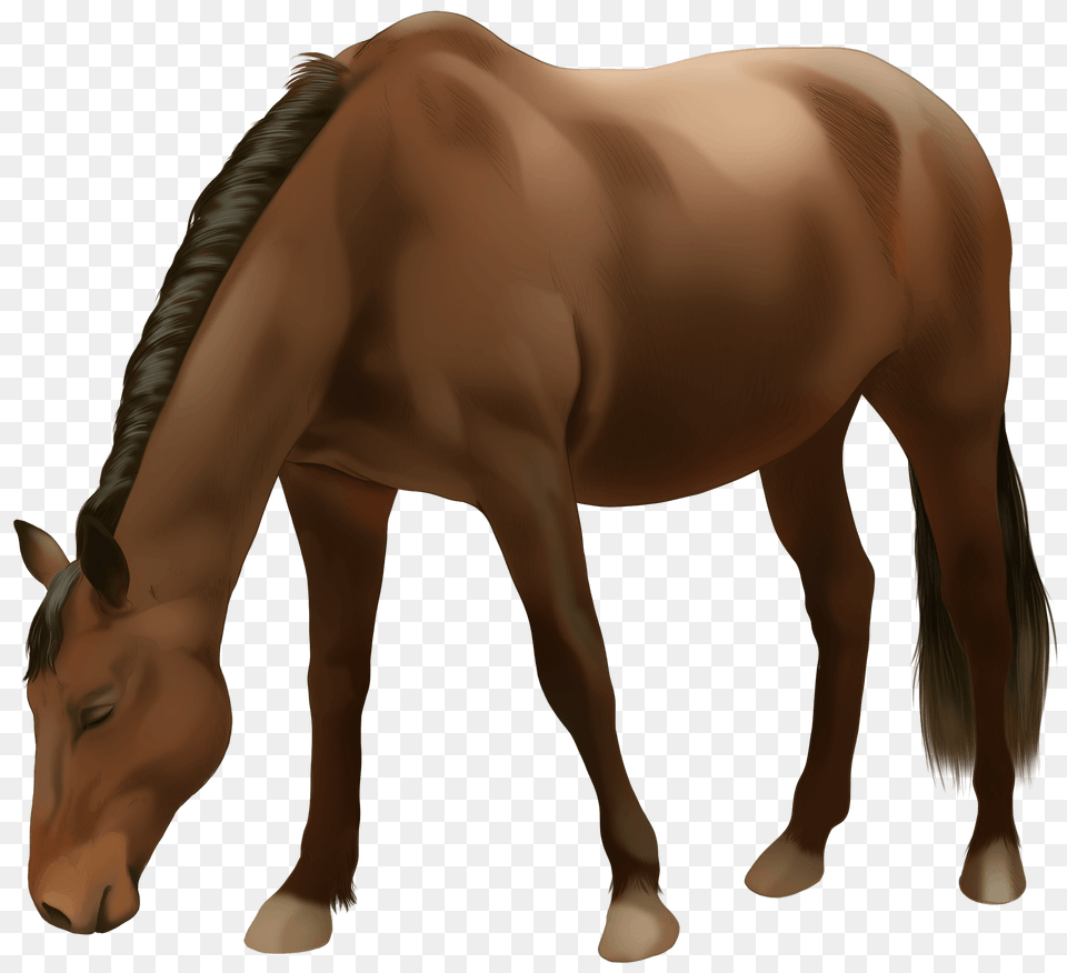 Danish Warmblood Clipart, Animal, Colt Horse, Horse, Mammal Free Transparent Png