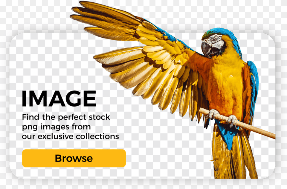 Danit Guacamayo, Animal, Bird, Text, Parrot Png Image