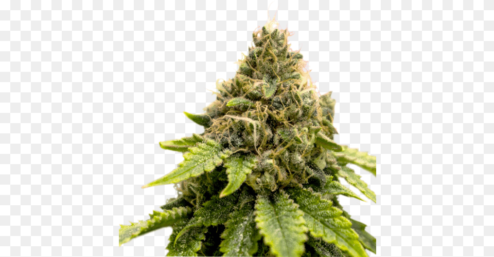 Dank Cannabis, Plant, Bud, Flower, Sprout Png Image