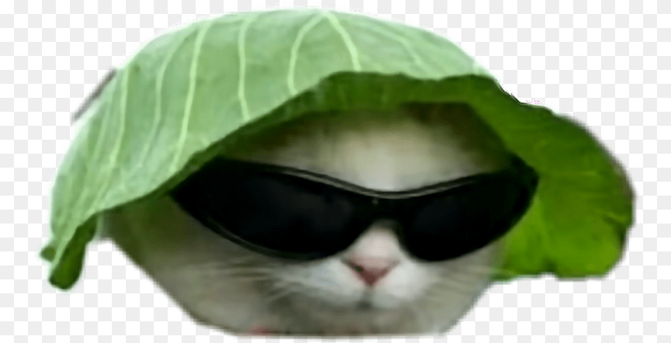 Dank Cat Meme, Accessories, Sunglasses, Food, Leafy Green Vegetable Free Png