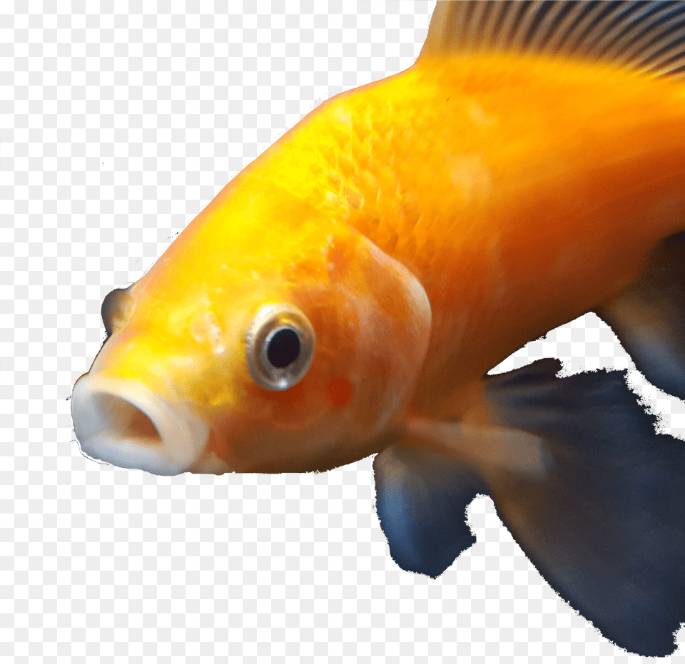 Dank Goldfish Download Free Png