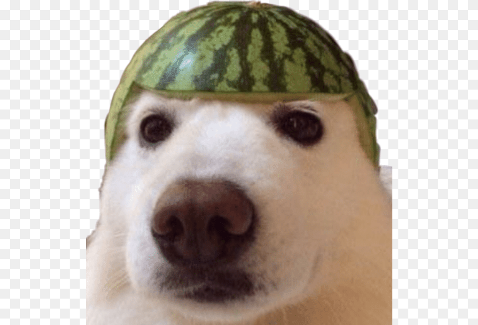 Dank Meme Dankememe Dankmemes Yeet Dog Watermelon Doggo Dog Dank Memes, Produce, Plant, Food, Fruit Free Transparent Png