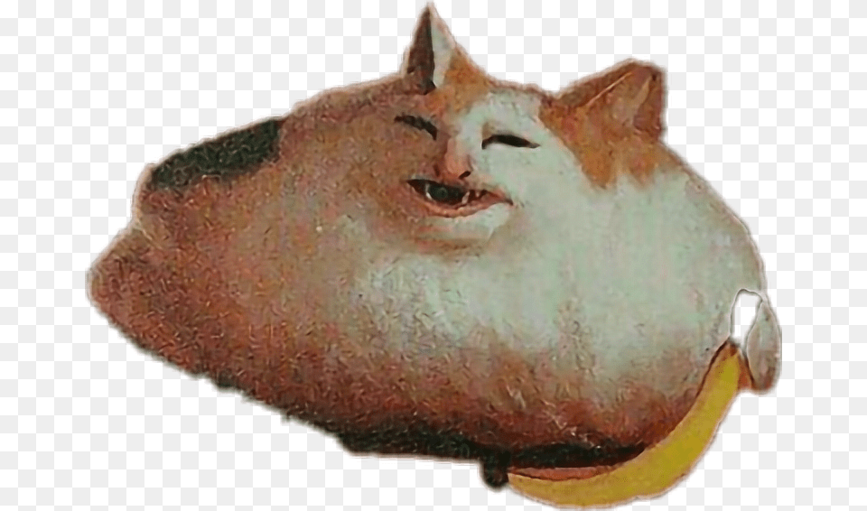 Dank Meme Dankmeme Dankmemes Memes Yeet Dog Fat Cat Dank Meme, Animal, Adult, Male, Man Png Image