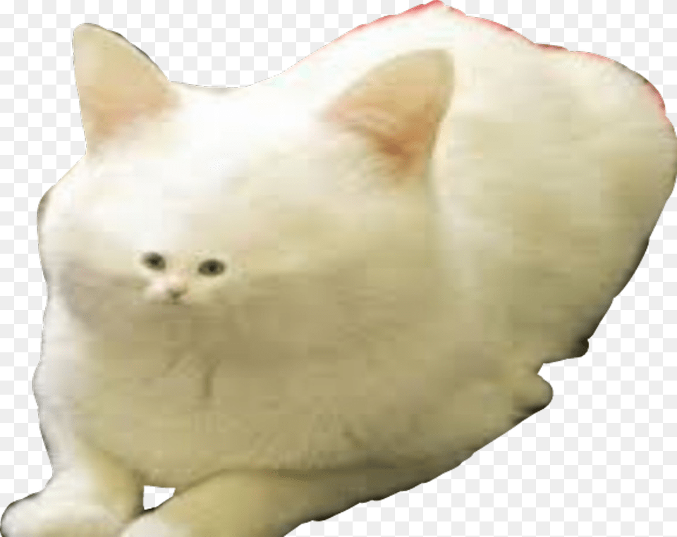 Dank Memes Meme White Fur Cat Worm On A String Transparent, Angora, Animal, Mammal, Pet Free Png Download