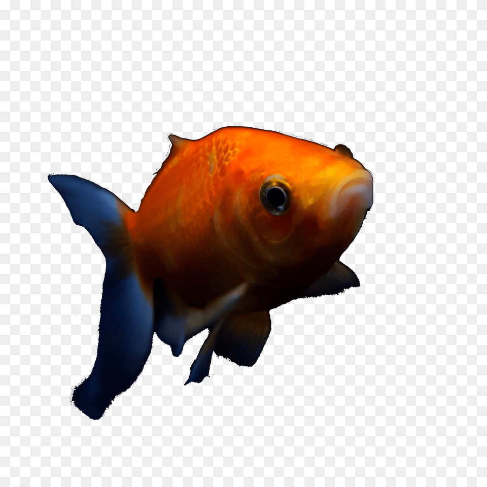 Dank Tank Contest, Animal, Fish, Sea Life, Goldfish Png