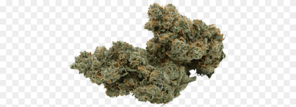 Dank Weed, Plant, Grass Free Png