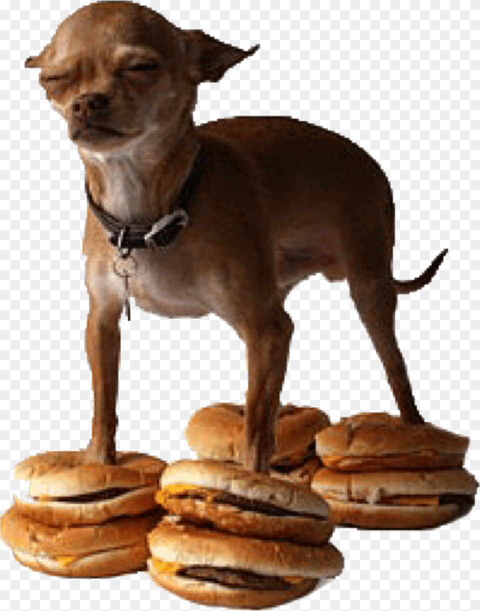Dankmeme Dankmemes Memes Meme Dank Chiuhauha Dog On Hamburger Meme, Animal, Canine, Mammal, Pet Png Image