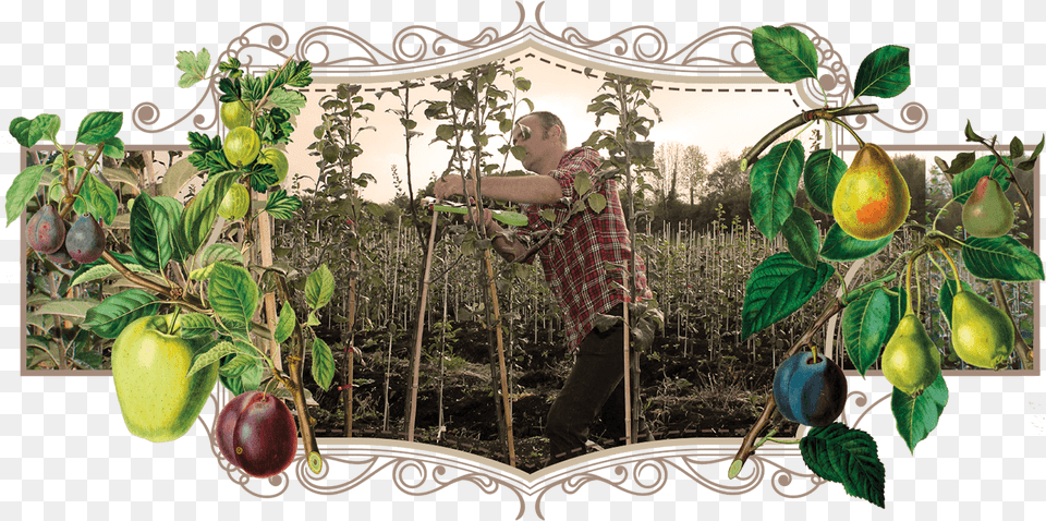 Danny Pruning At The Heritage Fruit Tree Nursery Citron, Produce, Plant, Food, Garden Png Image
