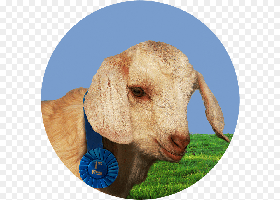 Danny S At The Fair Goat Kid, Livestock, Animal, Mammal, Cattle Png Image