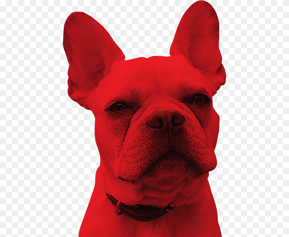 Dante Interactive, Animal, Bulldog, Canine, Dog Png Image