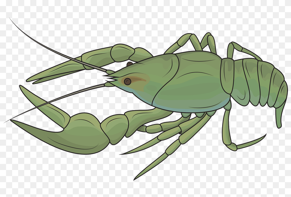 Danube Crayfish Clipart, Food, Seafood, Animal, Sea Life Png Image