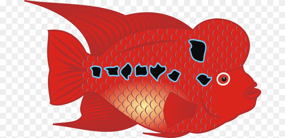 Danz Flowerhorn Fish, Animal, Sea Life Png
