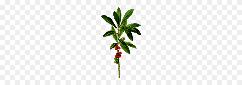 Daphne Leaf, Plant, Tree, Food Free Transparent Png