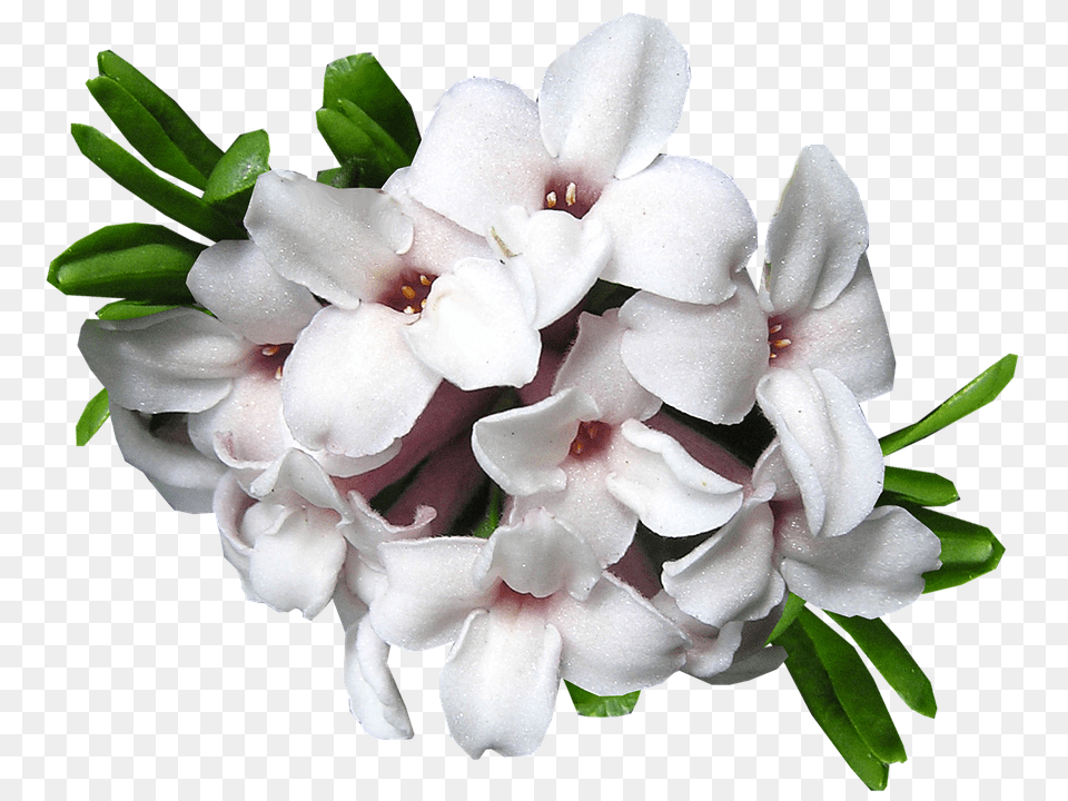 Daphne Flower, Geranium, Plant, Rose Png