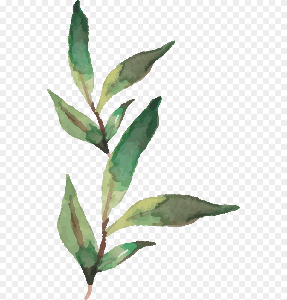 Daphne, Leaf, Plant, Tree, Annonaceae Free Png Download