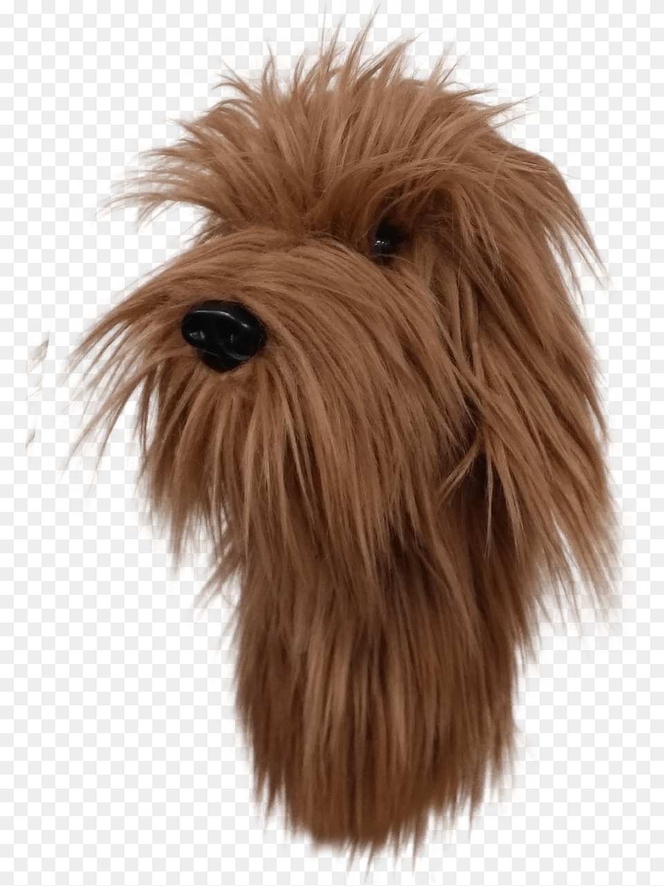 Daphne S Headcovers Labradoodle, Animal, Canine, Dog, Mammal Png Image