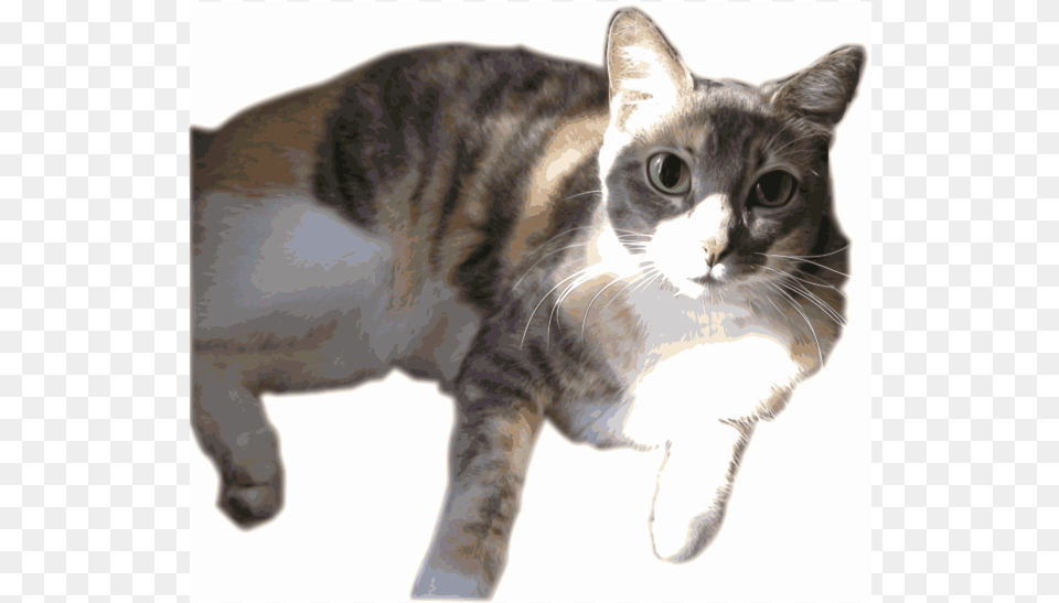 Daphne The Calico W Anime Eyes Transparent Calico Cat, Animal, Mammal, Manx, Pet Free Png Download