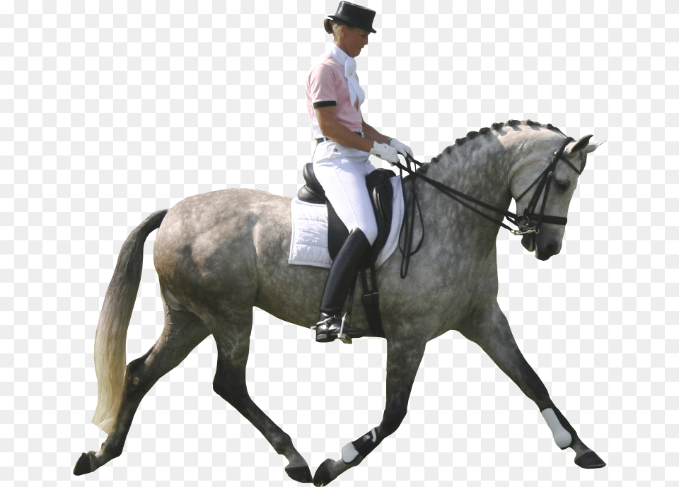Dapple Gray Horse Pre Dressage Horse White Background, Adult, Man, Mammal, Male Png Image