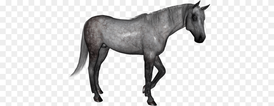 Dapple Grey Horse, Animal, Mammal, Colt Horse Free Transparent Png