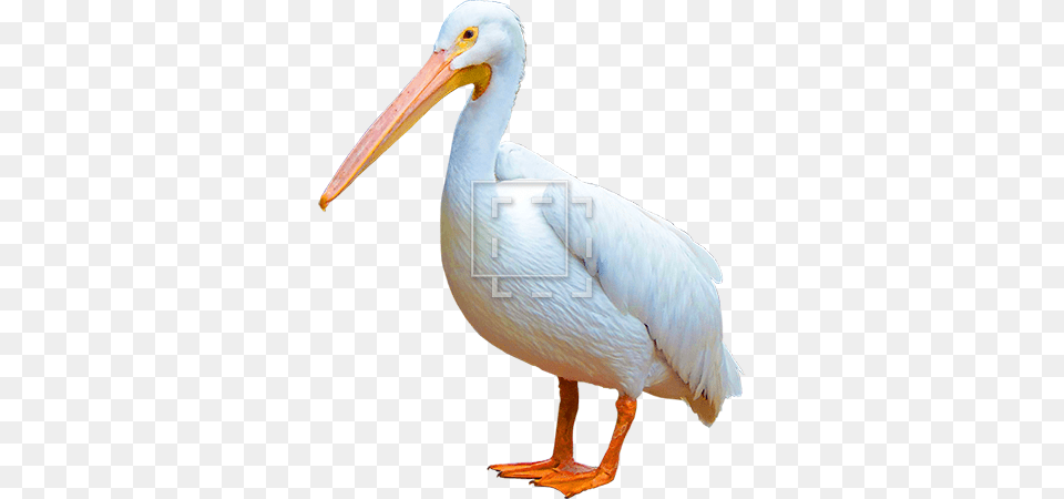 Dark And Dapper Pelican, Animal, Bird, Waterfowl Png