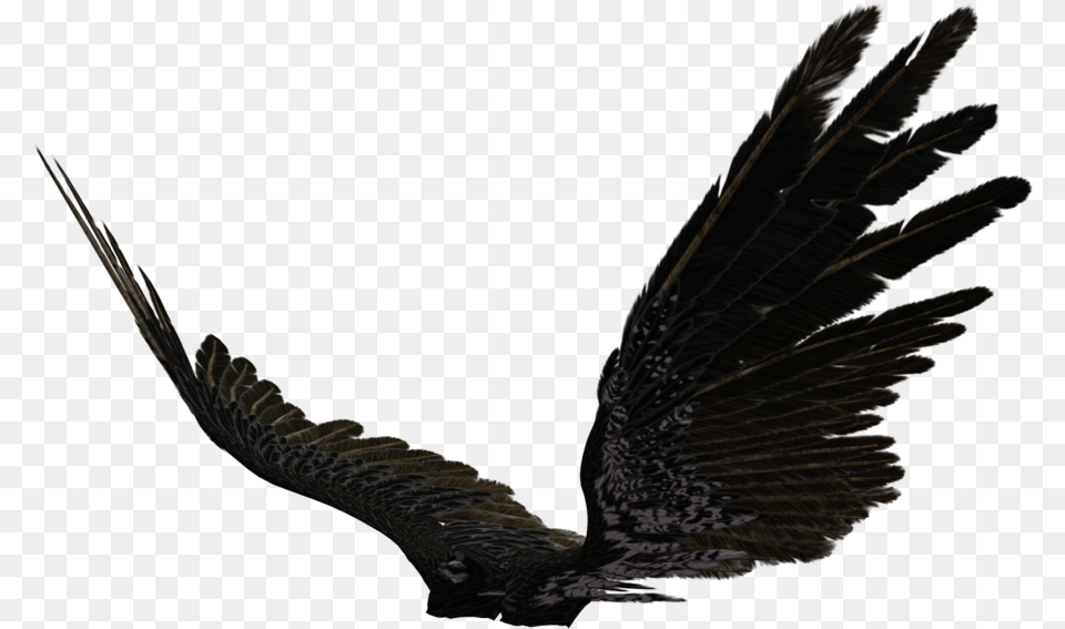 Dark Angel Wings Black Angel Wings Side View, Animal, Bird, Flying, Vulture Png