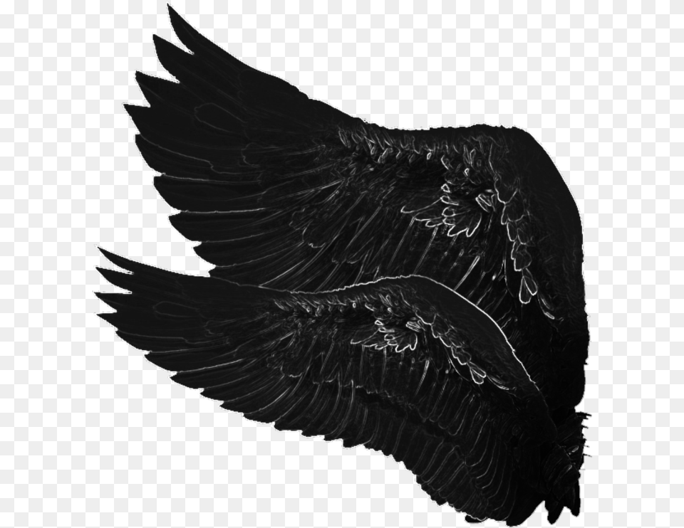 Dark Angel Wings Heartofdarkness Angelofdarkness Eagle, Animal, Bird, Blackbird Free Png