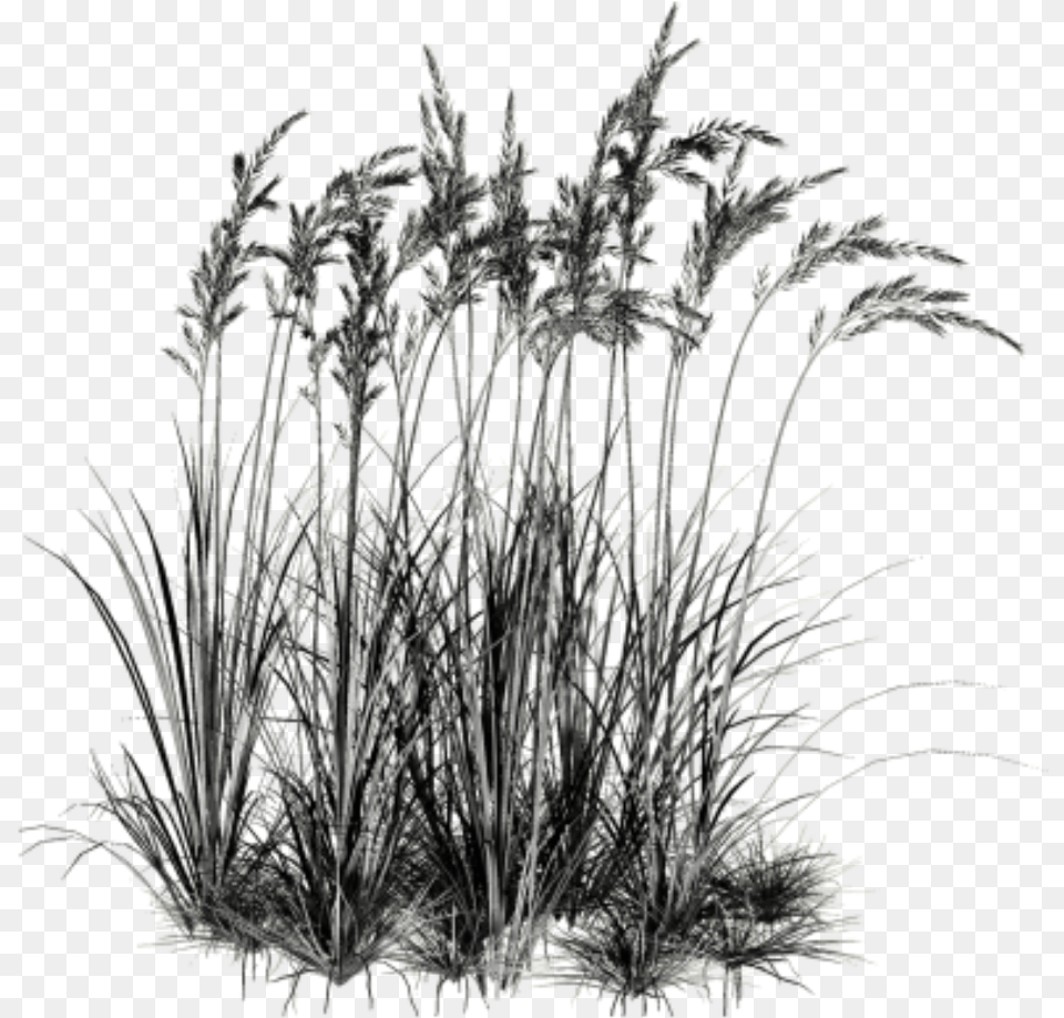 Dark Black Grasses Weedsfreetoedit Water Plants Cut Out, Grass, Plant, Reed, Vegetation Png Image