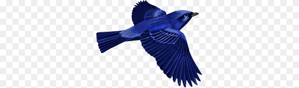 Dark Blue Bird Clip, Animal, Bluebird, Jay, Blue Jay Free Png Download