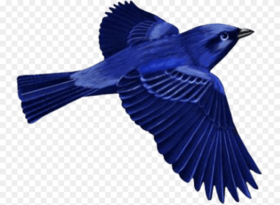Dark Blue Bird Clip Art Images Background Dark Blue Bird Clipart, Animal, Bluebird, Jay, Blue Jay Free Png Download