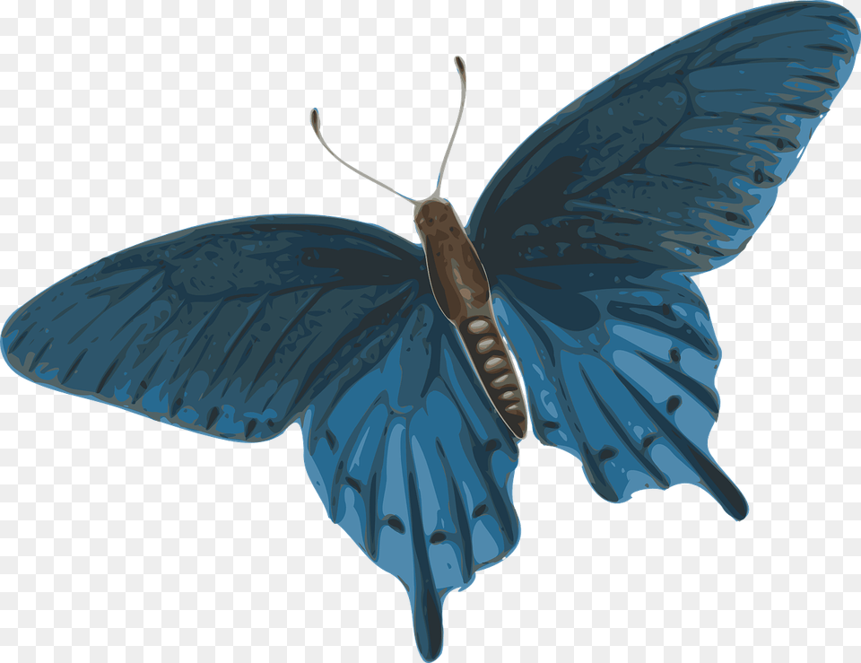 Dark Blue Butterfly, Animal, Bird, Flying, Insect Free Png