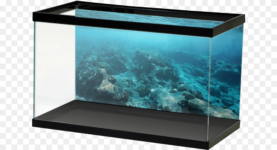 Dark Blue Reef And Water Surface Aquarium Stone Wall Background, Animal, Sea Life, Sea, Outdoors Free Transparent Png