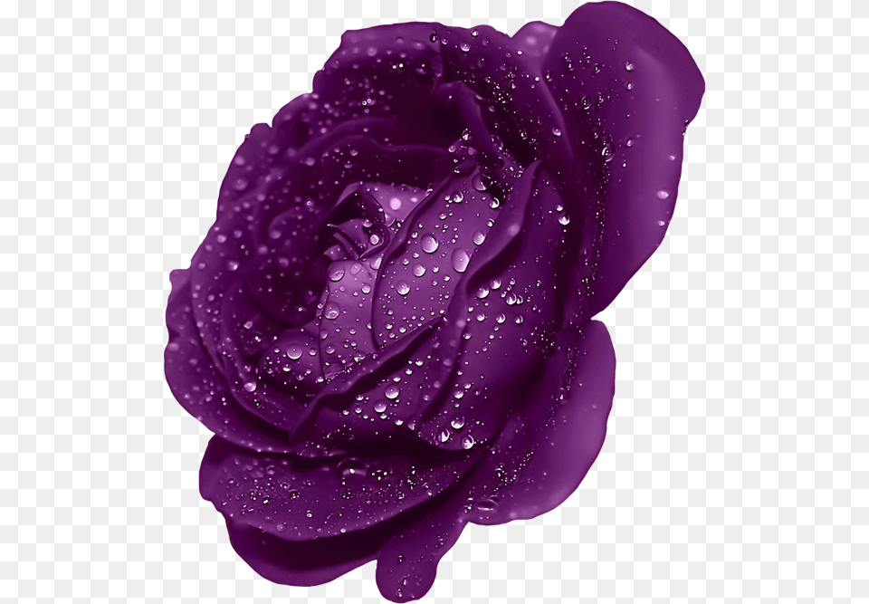 Dark Blue Rose Flower, Plant, Purple Free Png
