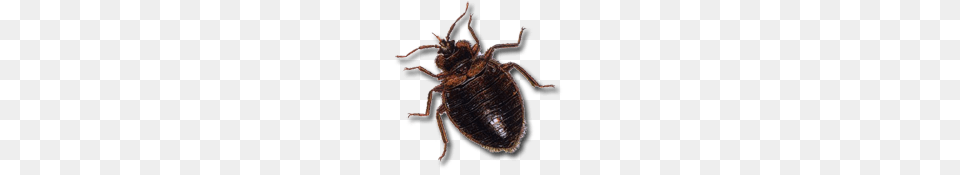 Dark Brown Bed Bug, Animal, Invertebrate, Spider Free Png Download