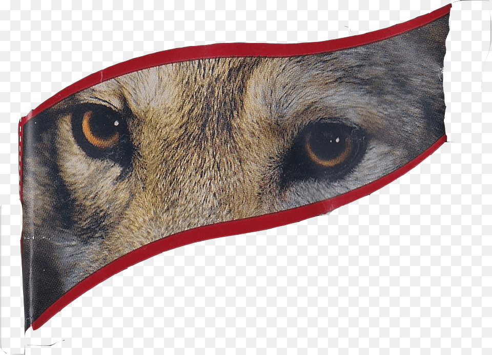 Dark Delicious Thread To A Haunting Howl Roe Deer, Snout, Animal, Canine, Mammal Free Png