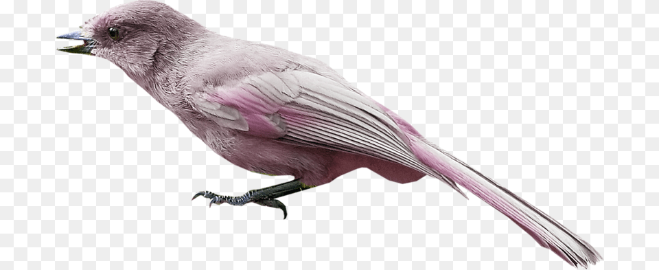 Dark Eyed Junco, Animal, Beak, Bird, Finch Png Image