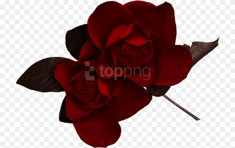 Dark Flowers Dark Red Rose, Flower, Plant Free Png