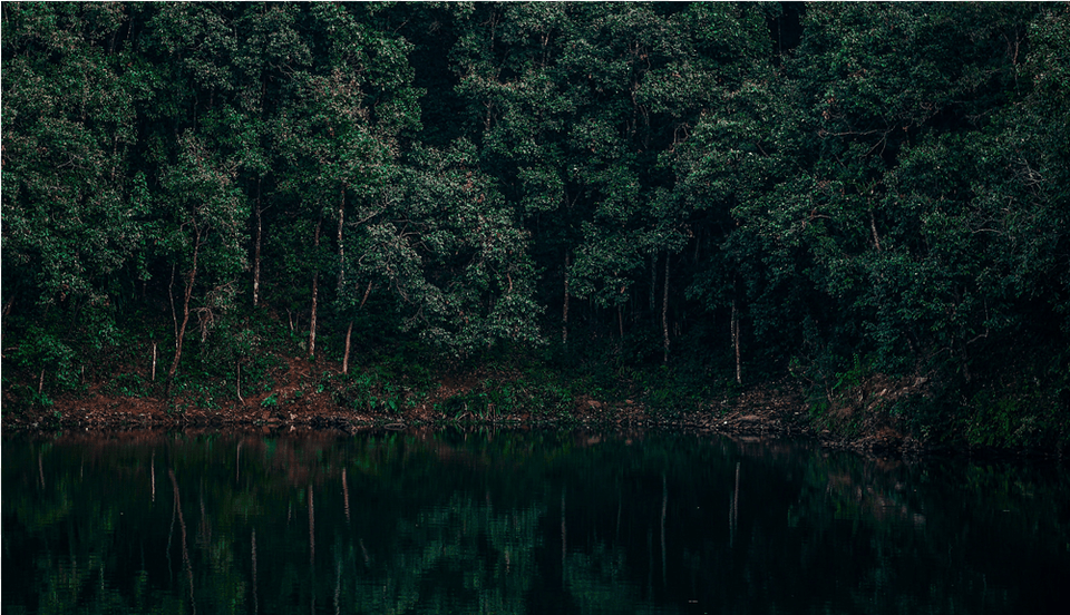 Dark Forest Lake, Jungle, Vegetation, Tree, Scenery Free Png Download