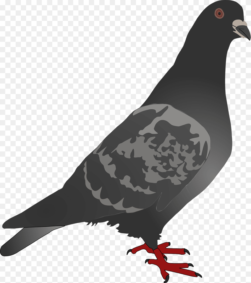 Dark Gray Pigeon Clipart, Animal, Bird, Dove Png