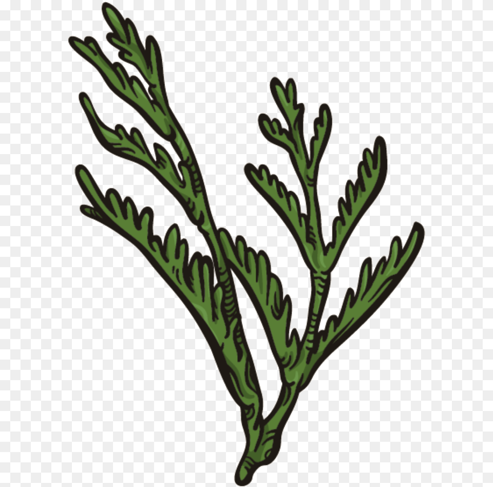 Dark Green Coral Grass Leaf, Plant, Potted Plant, Herbs Free Transparent Png