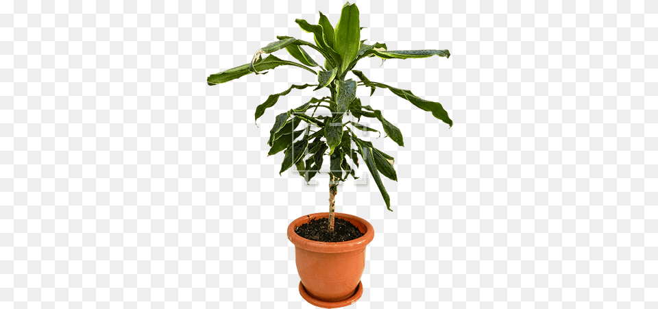 Dark Green Small Tree In Planter Immediate Entourage Houseplant, Leaf, Plant, Potted Plant, Soil Free Png