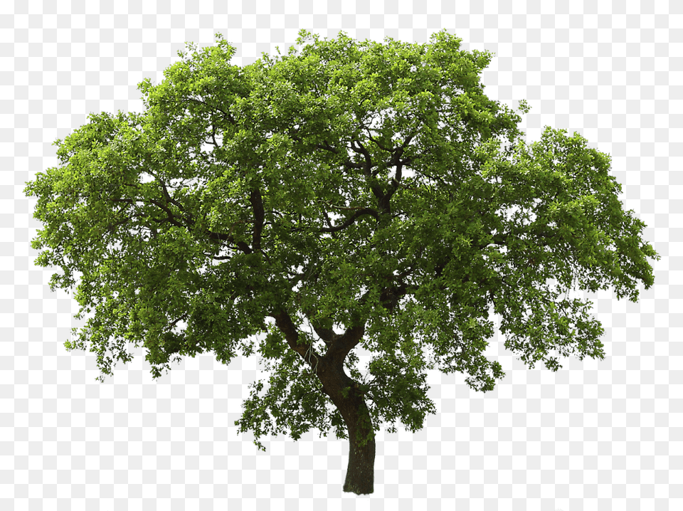 Dark Green Tree, Oak, Plant, Sycamore, Tree Trunk Png Image