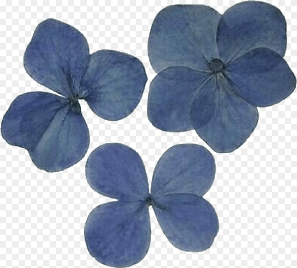 Dark Grey Purple Aesthetic Download Dark Blue Aesthetic, Anemone, Flower, Geranium, Petal Free Png