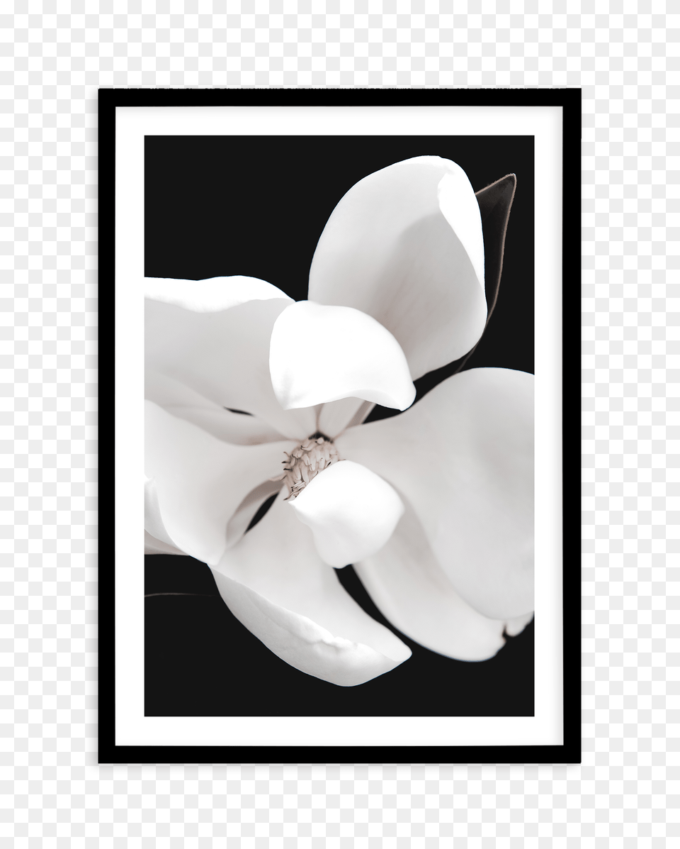 Dark Magnolia No Ii Magnolia Poster Fine Art Photographic Print, Flower, Petal, Plant, Orchid Png