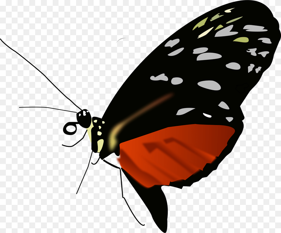 Dark Orange Black Butterfly Clip Arts Butterflies Red Orange And Black, Animal, Insect, Invertebrate, Person Png Image